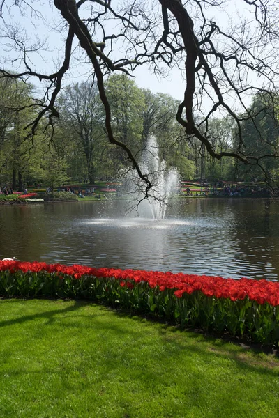 네덜란드 공원을 가로지르는 — 스톡 사진