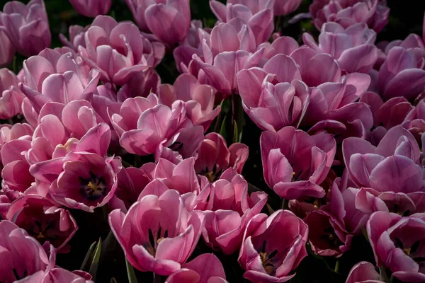 Нідерланди Ліс Європа Квітка Пурпурового Кольору — стокове фото
