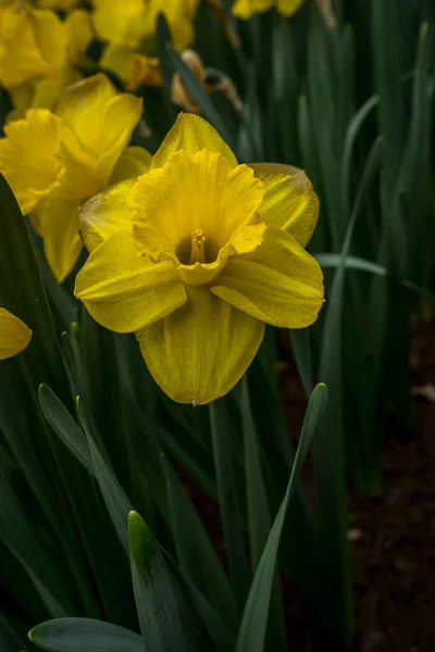 Netherlands Lisse Europe Close Yellow Daffodil Flowers Field — стоковое фото