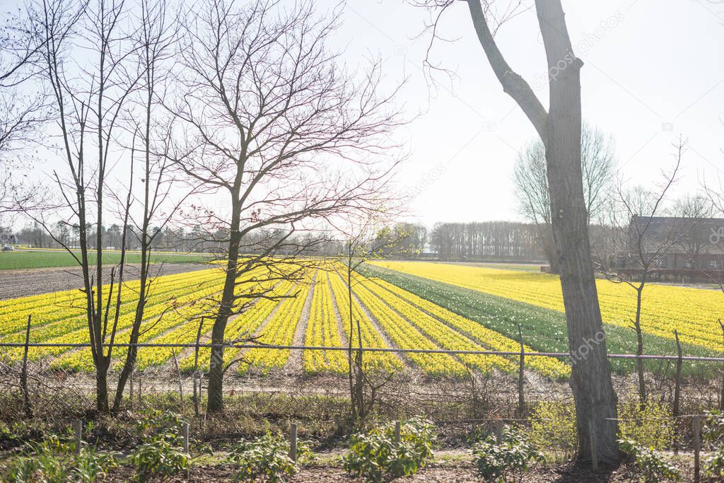 Flower garden, Netherlands, Europe, a large green field with trees in the background