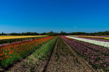 Hollanda, Lisse, Avrupa, arka planda ağaçlar olan uzun bir tren yolu.