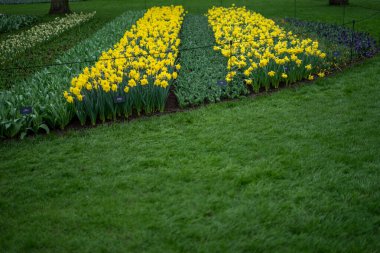 Çiçek bahçesi, Hollanda, Avrupa, tarlada sarı bir çiçek