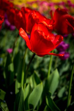 Hollanda, Lisse, Avrupa, kırmızı ve sarı bir çiçek