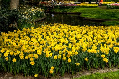 Hollanda, Lisse, Avrupa, YELLOW ÇİÇEK AÇIKLARI