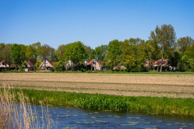Hollanda, Lisse, Avrupa, yemyeşil bir tarlanın tepesinde duran sığır sürüsü.
