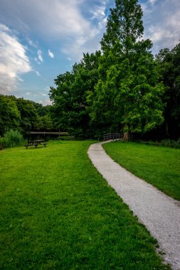 Haagse Bos 'ta yeşil çimenli çamurlu yol, Lahey' de orman, Hollanda, Avrupa