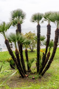 Avrupa, İtalya, Varenna, Como Gölü, bir grup palmiye ağacı