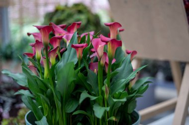 Çiçek bahçesi, Hollanda, Avrupa, masadaki bir vazo çiçek.