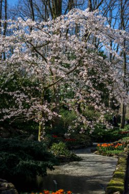 Çiçek bahçesi, Hollanda, Avrupa, ormandaki büyük bir ağaç.