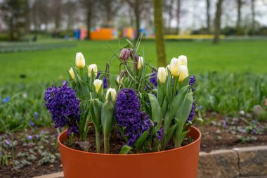 Çiçek bahçesi, Hollanda, Avrupa, bir çiçek bahçesi.