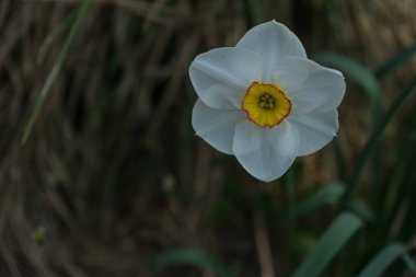Hollanda, Lisse, Avrupa, Beyaz Çiçeğin Yakın Çekimi