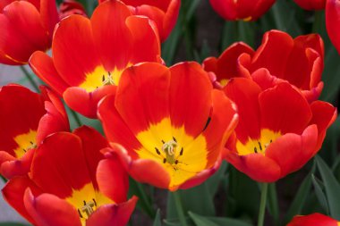 Çiçek bahçesi, Hollanda, Avrupa, bir çiçeğe yakın çekim