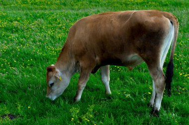 Avrupa, Hollanda, Zaanse Schans, yemyeşil bir tarlanın tepesinde duran büyük kahverengi bir inek