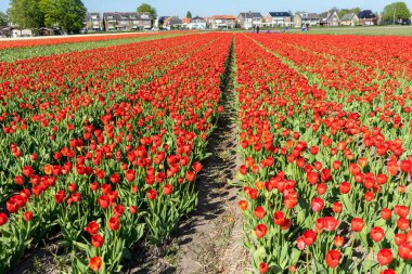 Hollanda, Lisse, Avrupa, tarlada kırmızı bir çiçek