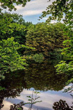 Haagse Bos gölündeki ağaçların yansıması, Lahey 'deki orman, Hollanda, Avrupa