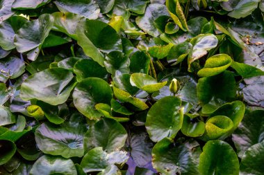 Lily, Haagse Bos 'ta bir gölde, Hollanda, Hollanda ve Avrupa' da bir orman.