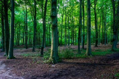Haagse Bos 'taki yoğun ağaçların arasından gün ışığı, Lahey' deki orman, Hollanda, Avrupa