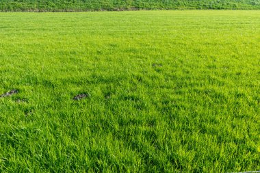 Hollanda, Sulak Topraklar, Maarken, Yeşil Çim Sahası