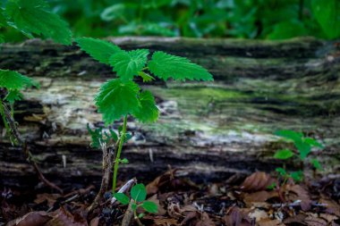 Haagse Bos 'ta bir kereste kütüğünün önünde yeşil bir örnekleme, Lahey, Hollanda ve Avrupa' da bir orman.