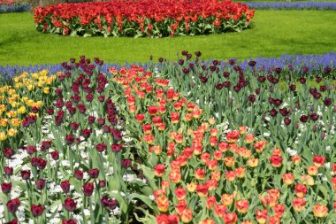 Hollanda, Lisse, Avrupa, bir çiçek bahçesine yakın çekim