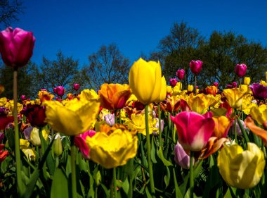 Hollanda, Lisse, Avrupa, mor çiçeklerle dolu bir vazo