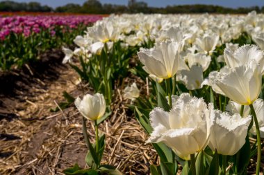 Hollanda, Lisse, Avrupa, bitkinin üzerinde beyaz bir çiçek