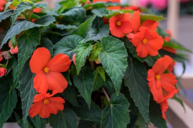 Çiçek bahçesi, Hollanda, Avrupa, bir çiçeğe yakın çekim