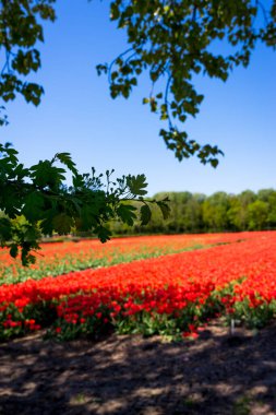 Hollanda, Lisse, Avrupa, bir grup çalı ve ağaç