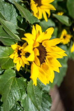 Çiçek bahçesi, Hollanda, Avrupa, bir çiçeğe yakın çekim