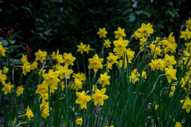 Hollanda, Lisse, Avrupa, tarlada sarı bir çiçek