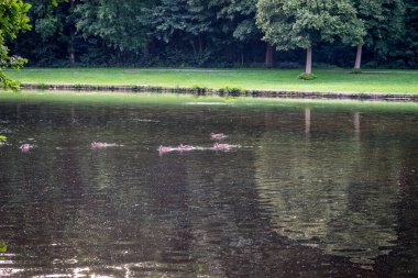 Haagse Bos 'ta çamurlu bir gölet, Lahey' de orman, Hollanda, Avrupa