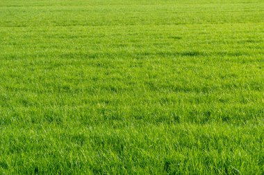 Hollanda, Sulak Topraklar, Maarken, Avrupa, GREEN Alanının Tamamı