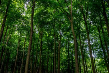 Haagse Bos 'taki sık ağaçların arasından gün ışığı, Lahey' deki orman, Hollanda, Avrupa