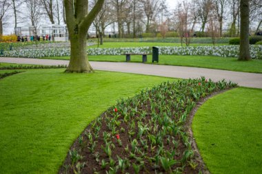 Çiçek bahçesi, Hollanda, Avrupa, arka planda ağaçlar olan büyük yeşil bir alan.