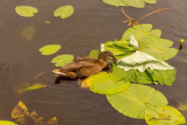 Hollanda, Rotterdam, ördeklerle çevrili bir gölet.
