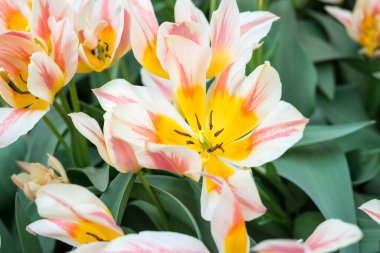 Çiçek bahçesi, Hollanda, Avrupa, bir çiçeğe yakın çekim