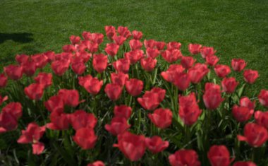 Hollanda, Lisse, Avrupa, tarlada kırmızı bir çiçek