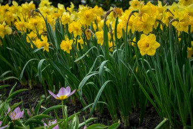Hollanda, Lisse, Avrupa, ÇİÇEK ÇİÇEKLERİNİN ÇEKİM ÇİÇEKLERİ