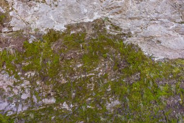 İtalya, Lecco, Como Gölü, duvarda yosun yetişiyor.