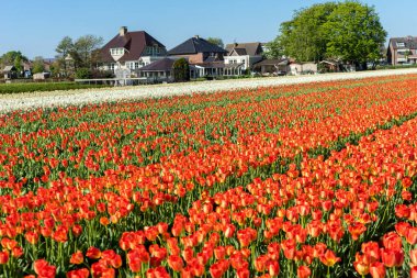Hollanda, Lisse, Avrupa, renkli çiçek tarhı