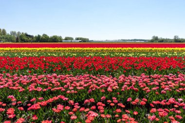 Hollanda, Lisse, Avrupa, tarlada kırmızı bir çiçek