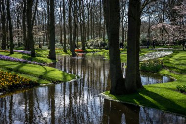 Çiçek bahçesi, Hollanda, Avrupa, yakın bir gölet.