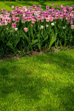 Hollanda, Lisse, Avrupa, tarlada pembe bir çiçek