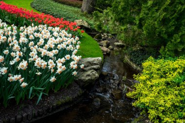 Hollanda, Lisse, Avrupa, bir çiçek bahçesine yakın çekim