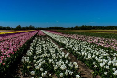 Hollanda, Lisse, Avrupa, bir çiçek bahçesine yakın çekim