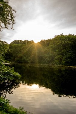 Haagse Bos 'taki ağaçların üzerinde altın gün batımı, Lahey' deki orman, Hollanda, Avrupa