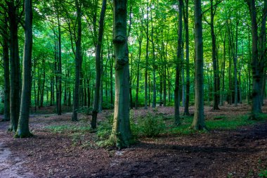 Haagse Bos 'taki yoğun ağaçların arasından gün ışığı, Lahey' deki orman, Hollanda, Avrupa