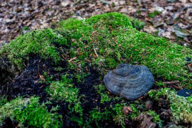 Haagse Bos 'ta yeşil yosun üzerine deniz kabuğu, Lahey' de orman, Hollanda, Avrupa