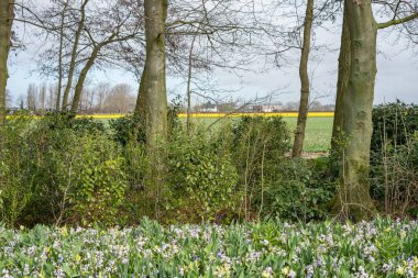 Çiçek bahçesi, Hollanda, Avrupa, bir çiçek bahçesi.
