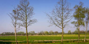 Hollanda, Lisse, Avrupa, çitlerle çevrili bir ağaç